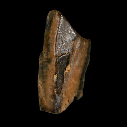 0.6" Tyrannosaurus Rex Fossil Tooth Section Dinosaur Lance Creek Formation WY COA - Fossil Age Minerals