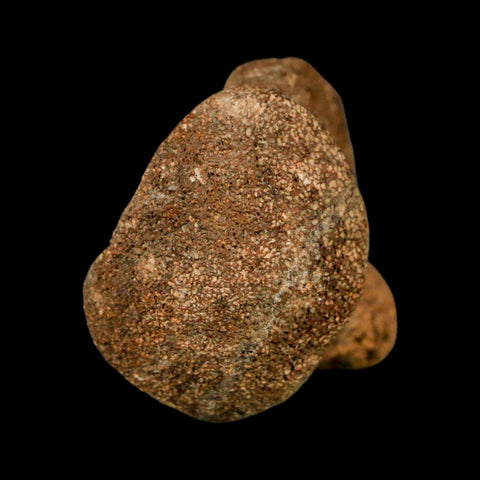 1.9" Mosasaur Fossil Vertebrae Cretaceous Dinosaur Era Texas Ozan FM COA, Metal Stand - Fossil Age Minerals