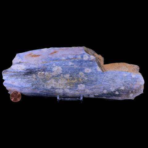 9.5" Triceratops Fossil Bone Specimen Lance Creek FM Cretaceous Dinosaur WY COA - Fossil Age Minerals