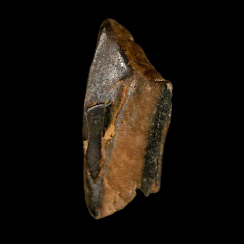 0.6" Tyrannosaurus Rex Fossil Tooth Section Dinosaur Lance Creek Formation WY COA - Fossil Age Minerals