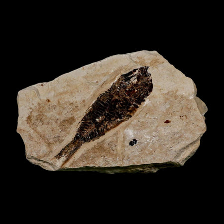 2.1" Armigatus Fossil Fish Plate Cretaceous Dinosaur Age Hakel Lebanon