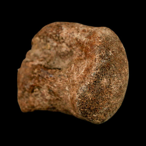 1.9" Mosasaur Fossil Vertebrae Cretaceous Dinosaur Era Texas Ozan FM COA, Metal Stand - Fossil Age Minerals