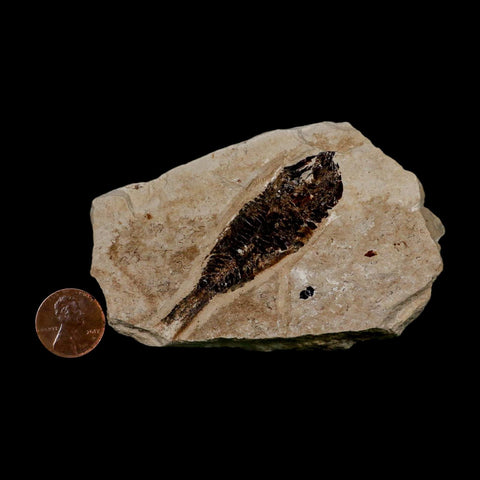 2.1" Armigatus Fossil Fish Plate Cretaceous Dinosaur Age Hakel Lebanon