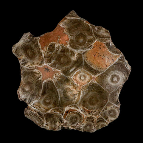 2.6" Polished Hexagonaria Coral Fossil Devonian Age 350 Million Yrs Old Morocco - Fossil Age Minerals