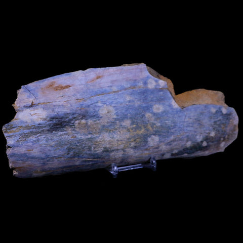 9.5" Triceratops Fossil Bone Specimen Lance Creek FM Cretaceous Dinosaur WY COA - Fossil Age Minerals