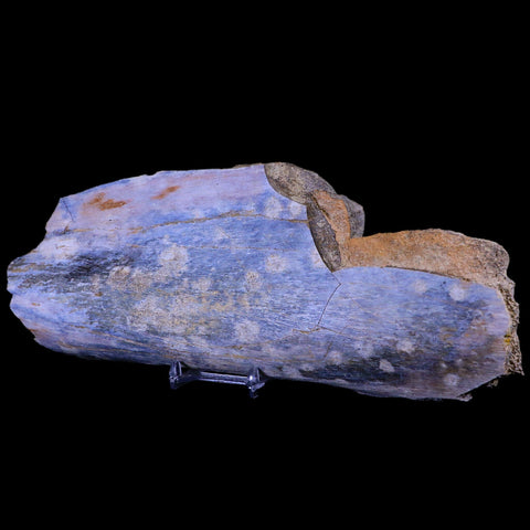 9.5" Triceratops Fossil Bone Specimen Lance Creek FM Cretaceous Dinosaur WY COA - Fossil Age Minerals
