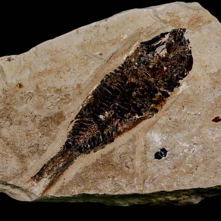 2.1" Armigatus Fossil Fish Plate Cretaceous Dinosaur Age Hakel Lebanon