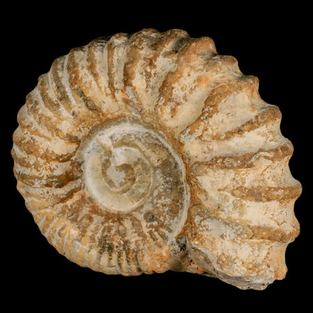 4.8" Acanthoceras Ammonite Fossil Agadir Morocco 360 Million Year Old COA