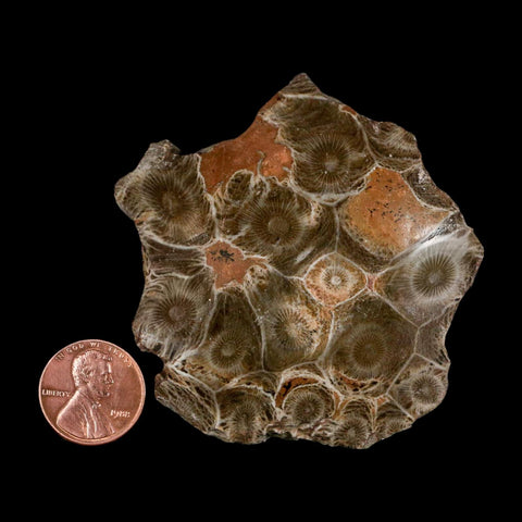 2.6" Polished Hexagonaria Coral Fossil Devonian Age 350 Million Yrs Old Morocco - Fossil Age Minerals