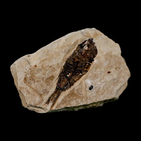 2.1" Armigatus Fossil Fish Plate Cretaceous Dinosaur Age Hakel Lebanon