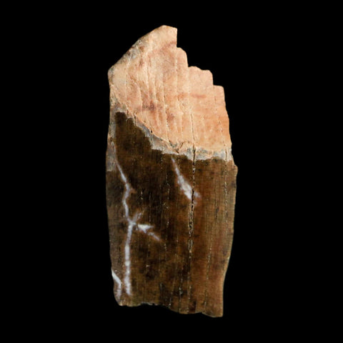 0.7" Tyrannosaurus Rex Fossil Tooth Section Dinosaur Lance Creek Formation WY COA - Fossil Age Minerals