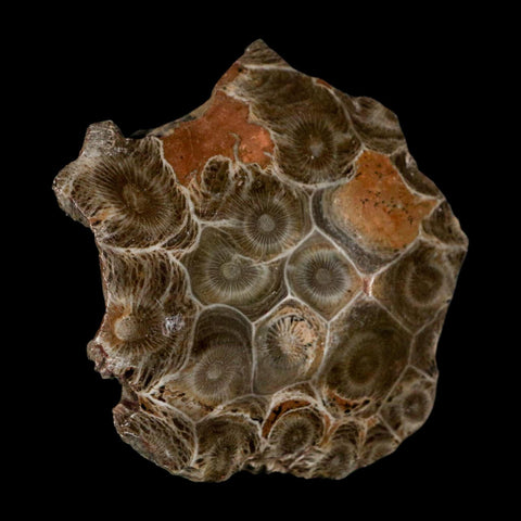 2.6" Polished Hexagonaria Coral Fossil Devonian Age 350 Million Yrs Old Morocco - Fossil Age Minerals