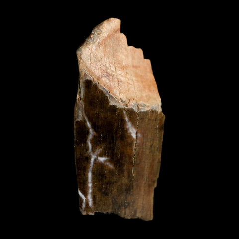0.7" Tyrannosaurus Rex Fossil Tooth Section Dinosaur Lance Creek Formation WY COA - Fossil Age Minerals