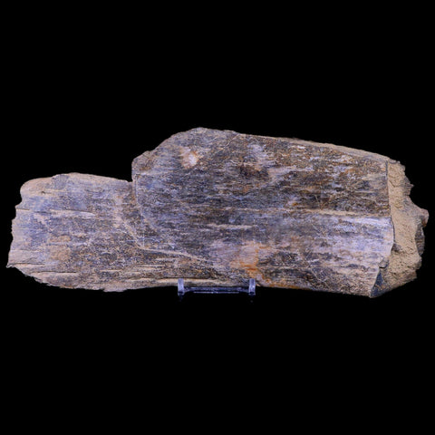 9.5" Triceratops Fossil Bone Specimen Lance Creek FM Cretaceous Dinosaur WY COA - Fossil Age Minerals
