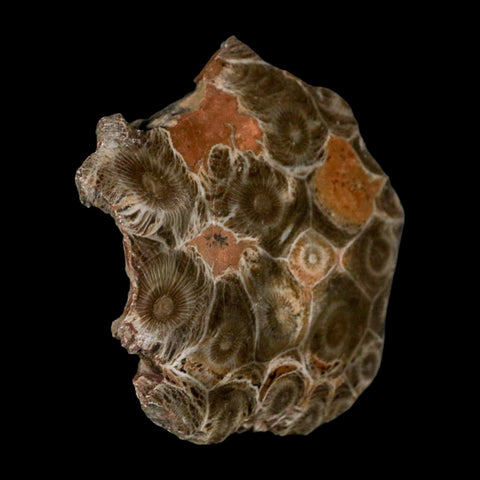 2.6" Polished Hexagonaria Coral Fossil Devonian Age 350 Million Yrs Old Morocco - Fossil Age Minerals