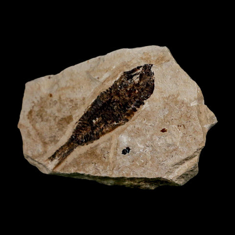 2.1" Armigatus Fossil Fish Plate Cretaceous Dinosaur Age Hakel Lebanon