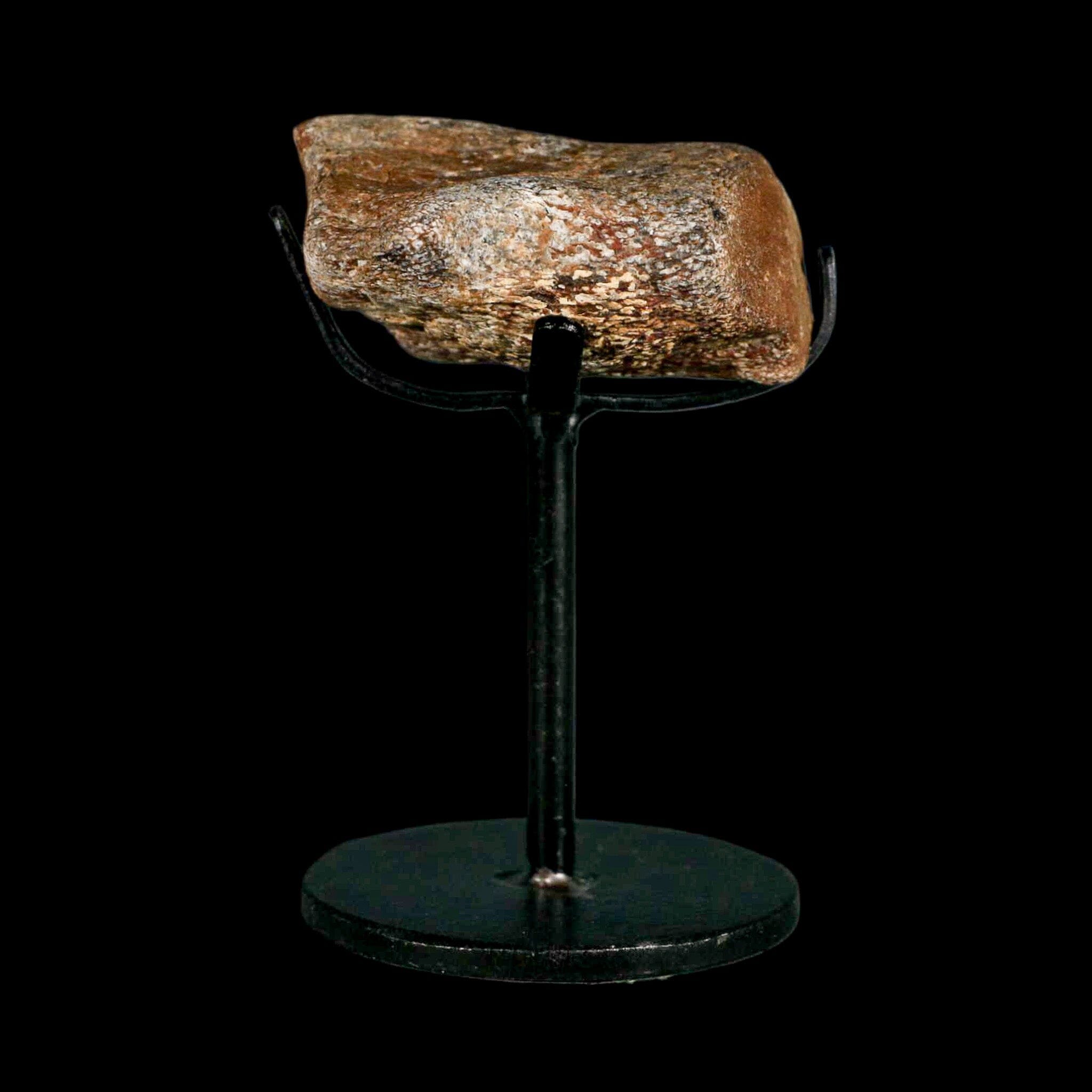 2.1" Mosasaur Fossil Vertebrae Cretaceous Dinosaur Era Texas Ozan FM COA, Metal Stand - Fossil Age Minerals