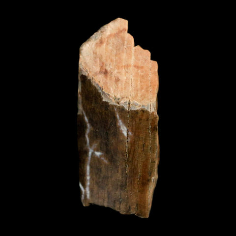0.7" Tyrannosaurus Rex Fossil Tooth Section Dinosaur Lance Creek Formation WY COA - Fossil Age Minerals
