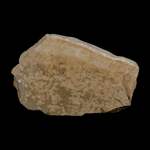2.1" Armigatus Fossil Fish Plate Cretaceous Dinosaur Age Hakel Lebanon