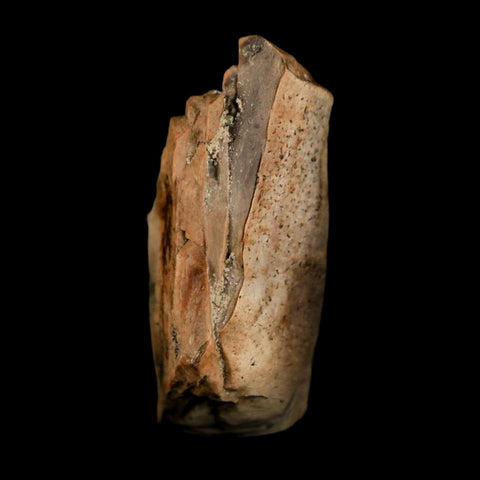 0.7" Tyrannosaurus Rex Fossil Tooth Section Dinosaur Lance Creek Formation WY COA - Fossil Age Minerals