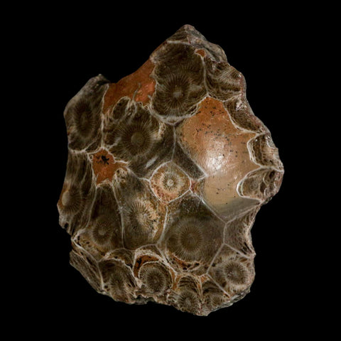 2.6" Polished Hexagonaria Coral Fossil Devonian Age 350 Million Yrs Old Morocco - Fossil Age Minerals