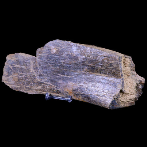 9.5" Triceratops Fossil Bone Specimen Lance Creek FM Cretaceous Dinosaur WY COA - Fossil Age Minerals