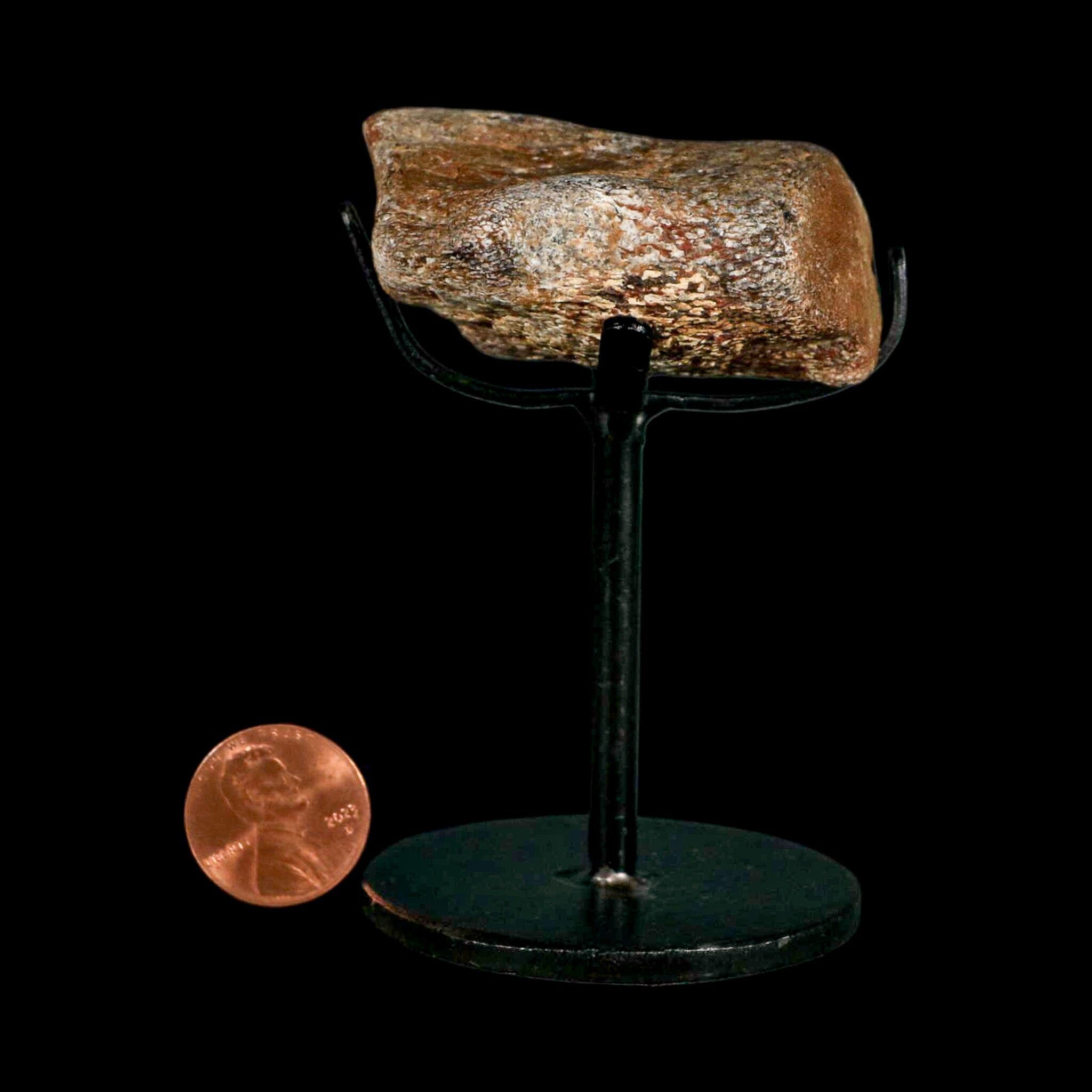 2.1" Mosasaur Fossil Vertebrae Cretaceous Dinosaur Era Texas Ozan FM COA, Metal Stand - Fossil Age Minerals