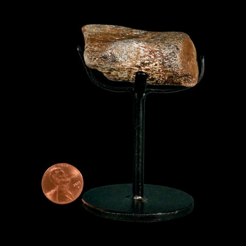 2.1" Mosasaur Fossil Vertebrae Cretaceous Dinosaur Era Texas Ozan FM COA, Metal Stand - Fossil Age Minerals
