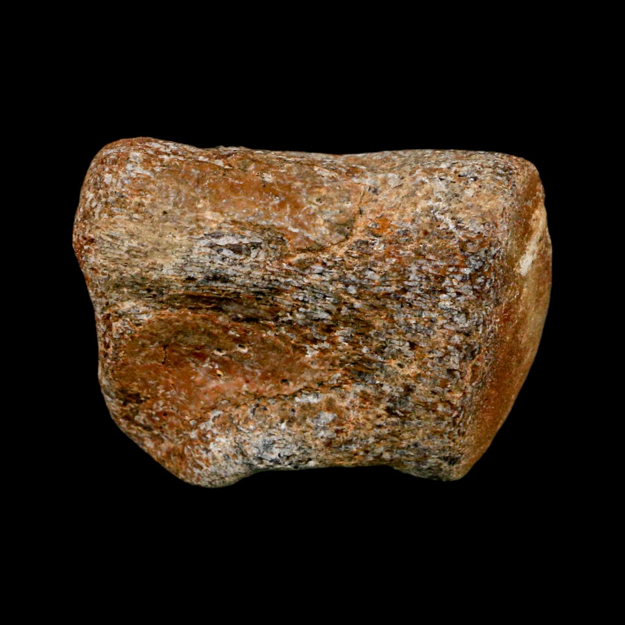 2.1" Mosasaur Fossil Vertebrae Cretaceous Dinosaur Era Texas Ozan FM COA, Metal Stand - Fossil Age Minerals