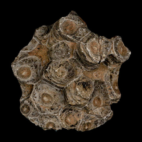 2.6" Polished Hexagonaria Coral Fossil Devonian Age 350 Million Yrs Old Morocco - Fossil Age Minerals