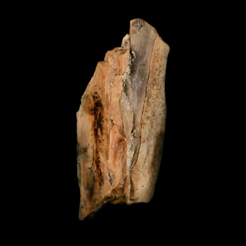 0.7" Tyrannosaurus Rex Fossil Tooth Section Dinosaur Lance Creek Formation WY COA - Fossil Age Minerals