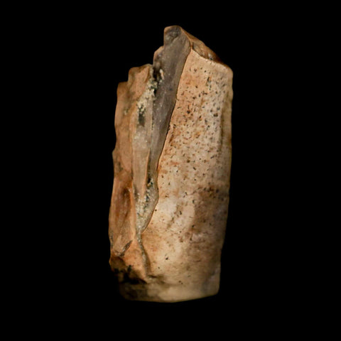 0.7" Tyrannosaurus Rex Fossil Tooth Section Dinosaur Lance Creek Formation WY COA - Fossil Age Minerals