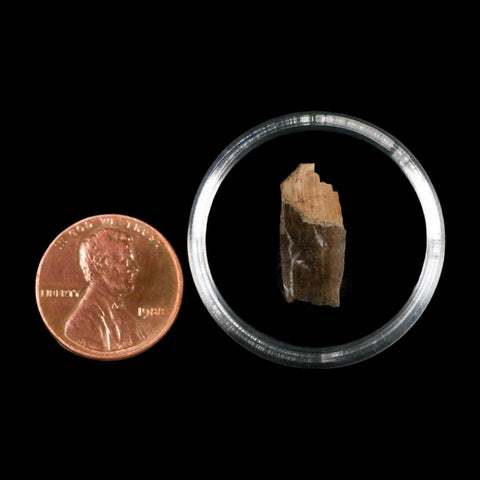 0.7" Tyrannosaurus Rex Fossil Tooth Section Dinosaur Lance Creek Formation WY COA - Fossil Age Minerals