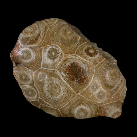 2.6" Polished Hexagonaria Coral Fossil Devonian Age 350 Million Yrs Old Morocco - Fossil Age Minerals