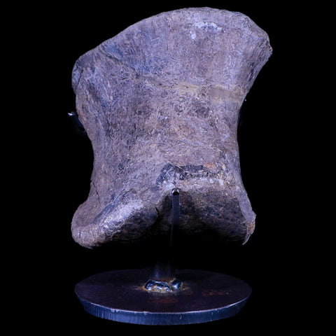 4.3" Maiasaura Hadrosaur Dinosaur Toe Bone Fossil Two Medicine FM Montana COA - Fossil Age Minerals