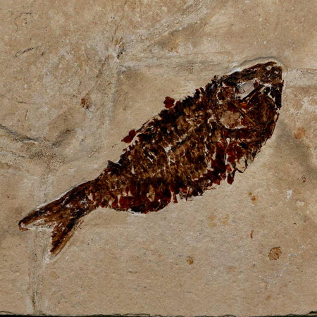 2.6" Armigatus Fossil Fish Plate Cretaceous Dinosaur Age Hakel Lebanon