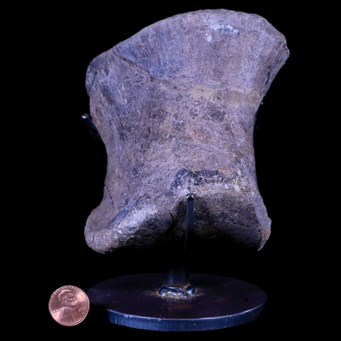 4.3" Maiasaura Hadrosaur Dinosaur Toe Bone Fossil Two Medicine FM Montana COA - Fossil Age Minerals