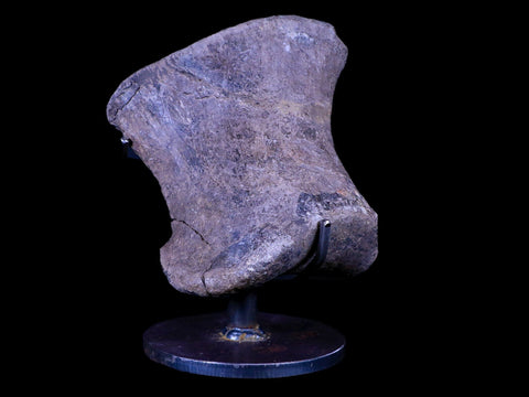 4.3" Maiasaura Hadrosaur Dinosaur Toe Bone Fossil Two Medicine FM Montana COA - Fossil Age Minerals