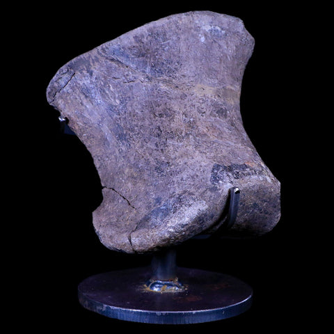 4.3" Maiasaura Hadrosaur Dinosaur Toe Bone Fossil Two Medicine FM Montana COA - Fossil Age Minerals