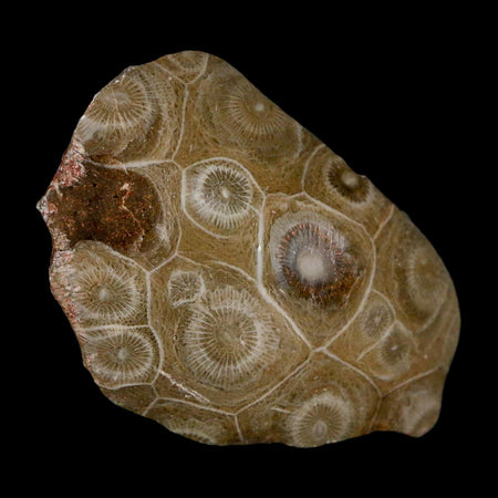 2.6" Polished Hexagonaria Coral Fossil Devonian Age 350 Million Yrs Old Morocco