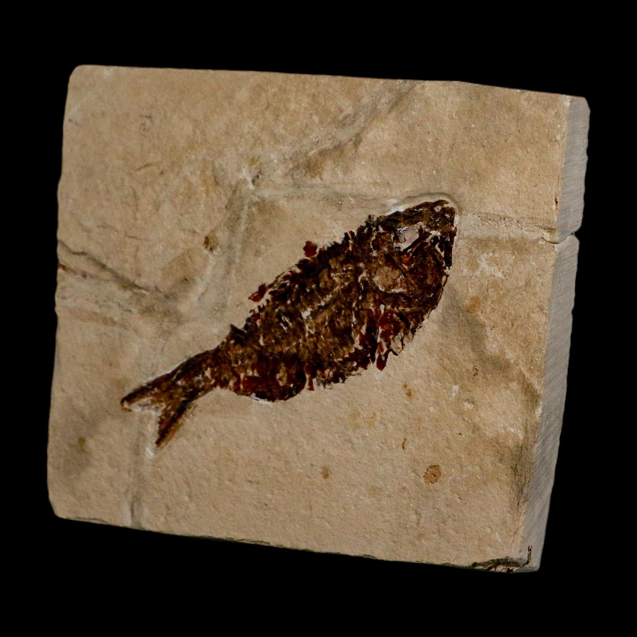 2.6" Armigatus Fossil Fish Plate Cretaceous Dinosaur Age Hakel Lebanon - Fossil Age Minerals