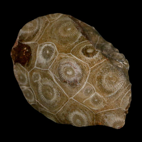 2.6" Polished Hexagonaria Coral Fossil Devonian Age 350 Million Yrs Old Morocco - Fossil Age Minerals