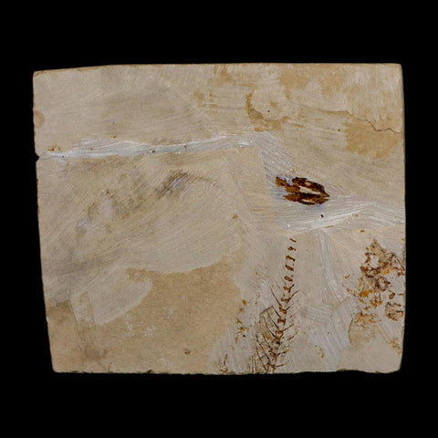 2.6" Armigatus Fossil Fish Plate Cretaceous Dinosaur Age Hakel Lebanon