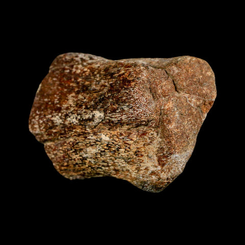 2.1" Mosasaur Fossil Vertebrae Cretaceous Dinosaur Era Texas Ozan FM COA, Metal Stand - Fossil Age Minerals