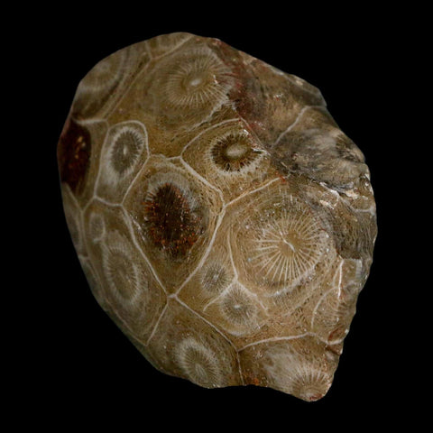 2.6" Polished Hexagonaria Coral Fossil Devonian Age 350 Million Yrs Old Morocco - Fossil Age Minerals