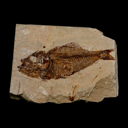 2.8" Armigatus Fossil Fish Plate Cretaceous Dinosaur Age Hakel Lebanon