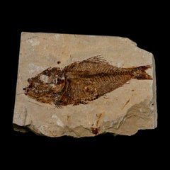 Fish Fossil Collection