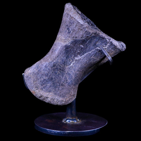 4.3" Maiasaura Hadrosaur Dinosaur Toe Bone Fossil Two Medicine FM Montana COA - Fossil Age Minerals