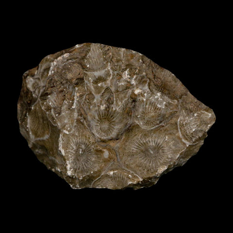 2.6" Polished Hexagonaria Coral Fossil Devonian Age 350 Million Yrs Old Morocco - Fossil Age Minerals