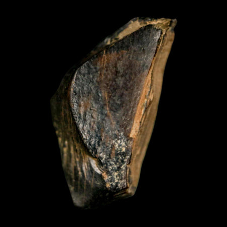 1.1" Tyrannosaurus Rex Fossil Tooth Section Dinosaur Lance Creek Formation WY COA